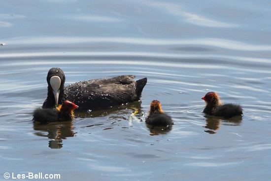 Coot with her three young ones.